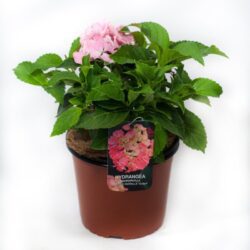 hydrangea macrophylla dolce farfalle ortensia