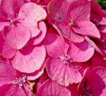 hydrangea macrophylla dolce fragola ortensia 1