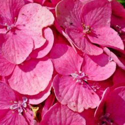 hydrangea macrophylla dolce fragola ortensia 1