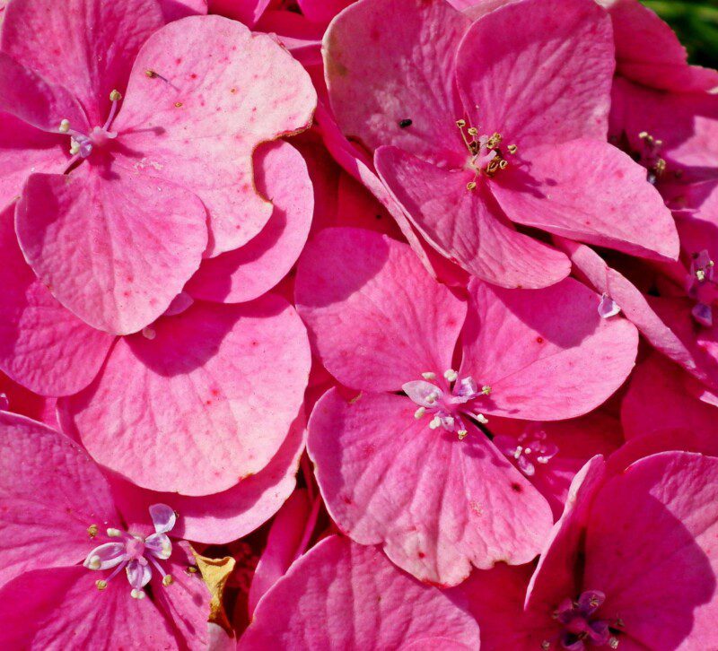 hydrangea macrophylla dolce fragola ortensia 1 hydrangea macrophylla dolce fragola ortensia 1