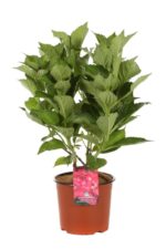hydrangea macrophylla dolce fragola ortensia