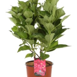 hydrangea macrophylla dolce fragola ortensia
