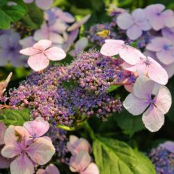 hydrangea macrophylla dolce gipsy ortensia 1