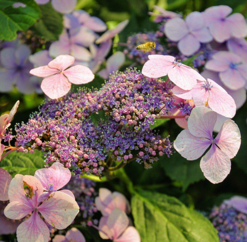 hydrangea macrophylla dolce gipsy ortensia 1 hydrangea macrophylla dolce gipsy ortensia 1