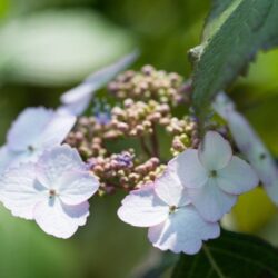 hydrangea macrophylla dolce kiss ortensia 1