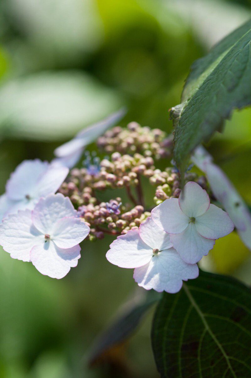 hydrangea macrophylla dolce kiss ortensia 1 hydrangea macrophylla dolce kiss ortensia 1