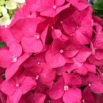 hydrangea macrophylla eughen hahn ortensia 1