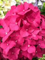hydrangea macrophylla eughen hahn ortensia 1
