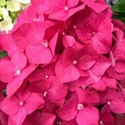 hydrangea macrophylla eughen hahn ortensia 1