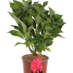 hydrangea macrophylla eughen hahn ortensia