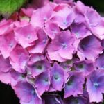 hydrangea macrophylla hamburg ortensia 1