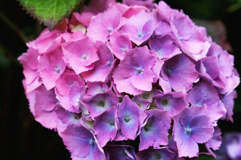 hydrangea macrophylla hamburg ortensia 1 hydrangea macrophylla hamburg ortensia 1
