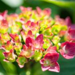 hydrangea macrophylla hot red ortensia 1