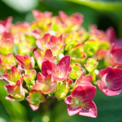 hydrangea macrophylla hot red ortensia 1