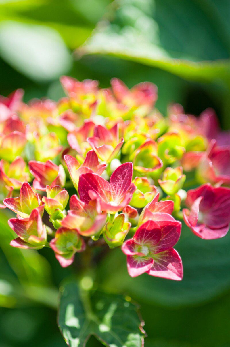 hydrangea macrophylla hot red ortensia 1 hydrangea macrophylla hot red ortensia 1