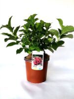 hydrangea macrophylla hot red ortensia