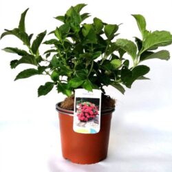 hydrangea macrophylla hot red ortensia