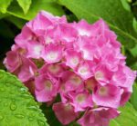 hydrangea macrophylla king george ortensia 1