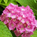 hydrangea macrophylla king george ortensia 1
