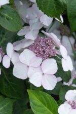 hydrangea macrophylla lanarth white ortensia 1