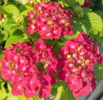 hydrangea macrophylla leuchtfeuer ortensia 1