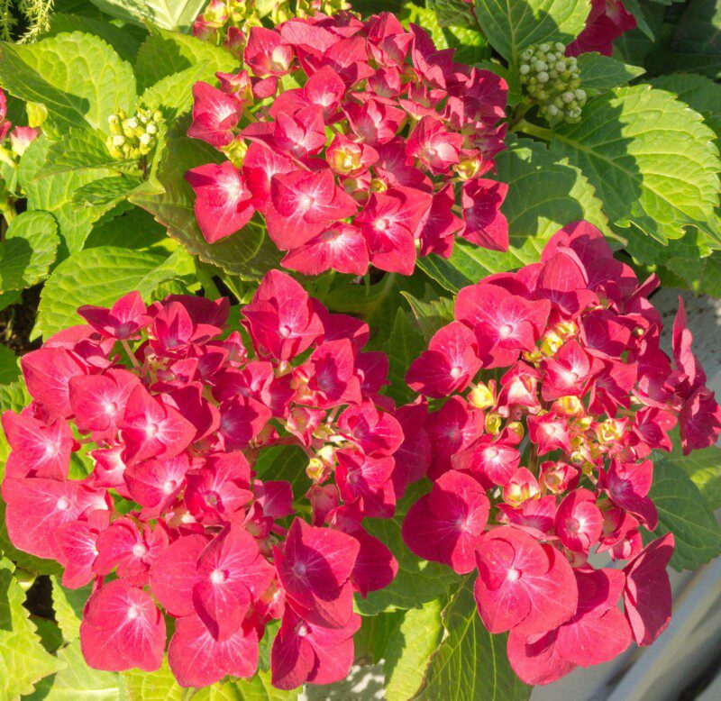 hydrangea macrophylla leuchtfeuer ortensia 1 hydrangea macrophylla leuchtfeuer ortensia 1