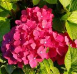 hydrangea macrophylla masja ortensia 1