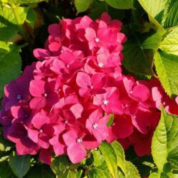 hydrangea macrophylla masja ortensia 1