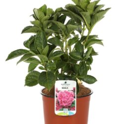 hydrangea macrophylla masja ortensia