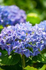 hydrangea macrophylla mathilde gutges ortensia 1