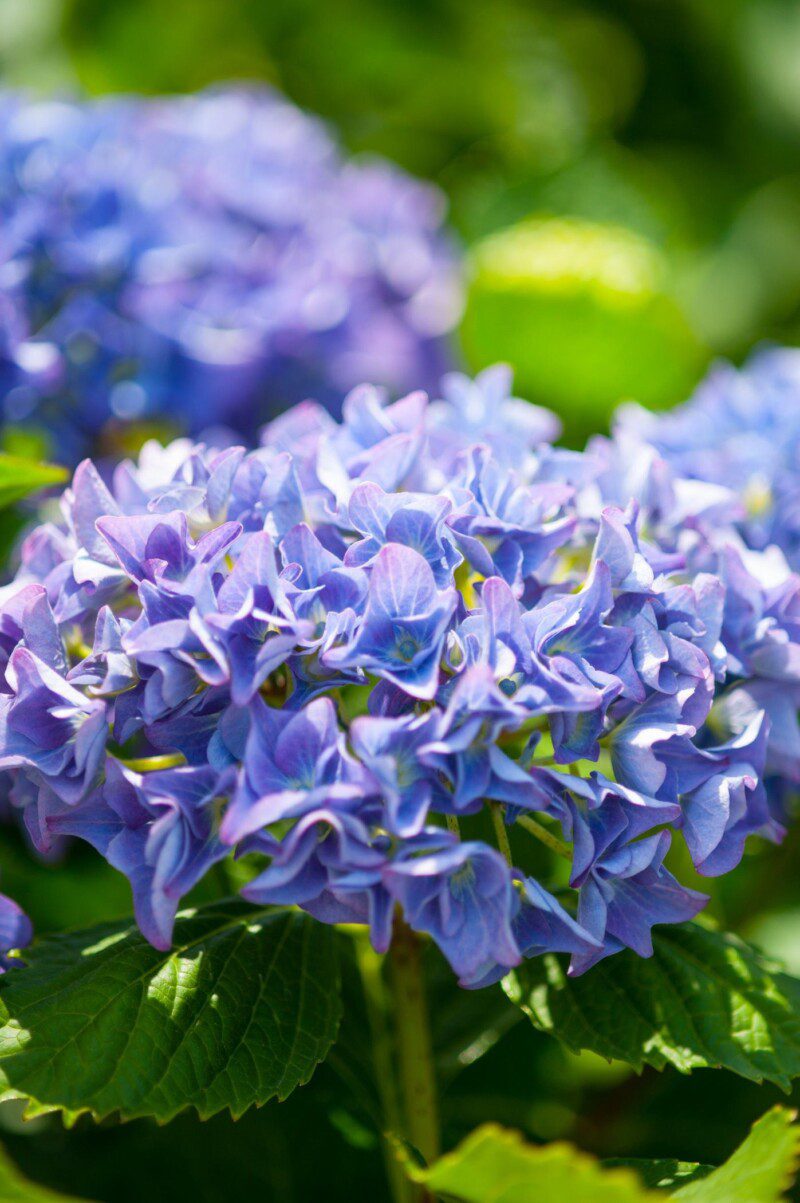 hydrangea macrophylla mathilde gutges ortensia 1 hydrangea macrophylla mathilde gutges ortensia 1
