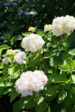 hydrangea macrophylla mme emile moulliere ortensia 3