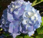 hydrangea macrophylla nikko blue ortensia 2