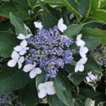 hydrangea macrophylla picta variegata ortensia