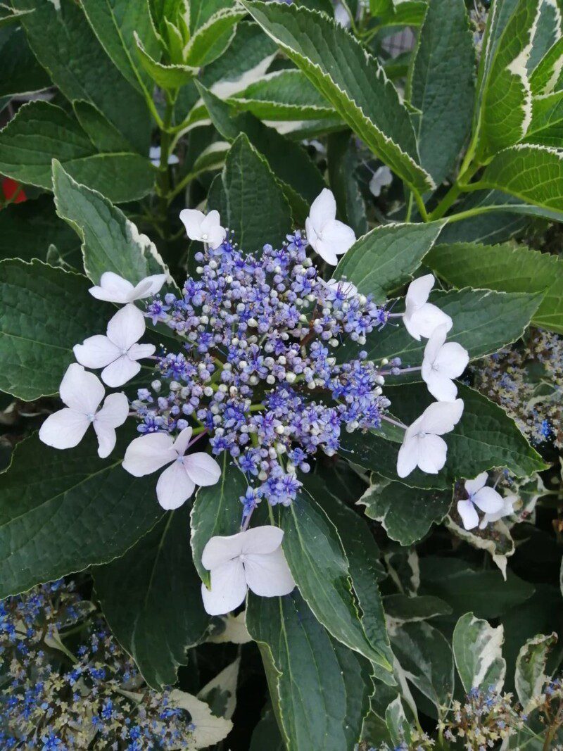 hydrangea macrophylla picta variegata ortensia hydrangea macrophylla picta variegata ortensia