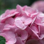 hydrangea macrophylla preziosa ortensia 2