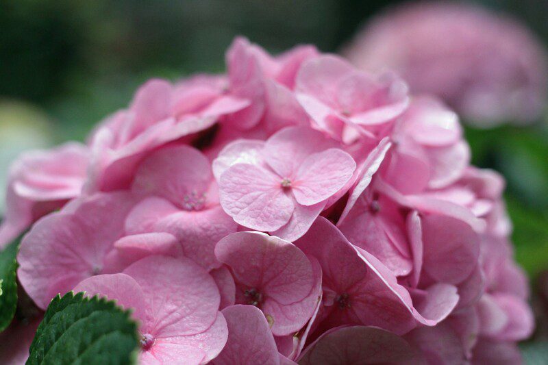 hydrangea macrophylla preziosa ortensia 2 hydrangea macrophylla preziosa ortensia 2