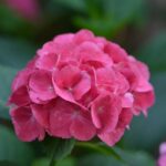 hydrangea macrophylla renate steiniger ortensia 2
