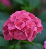 hydrangea macrophylla renate steiniger ortensia 2