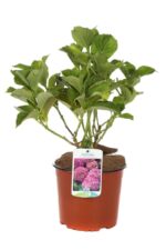 hydrangea macrophylla rosita ortensia 1