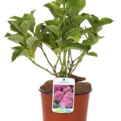 hydrangea macrophylla rosita ortensia 1