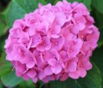 hydrangea macrophylla rosita ortensia 2