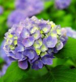hydrangea macrophylla san marco ortensia 2