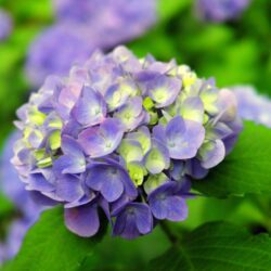 hydrangea macrophylla san marco ortensia 2