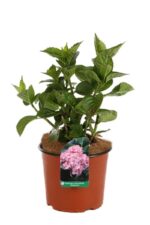 hydrangea macrophylla sanguinea merveille ortensia 1