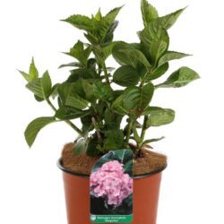 hydrangea macrophylla sanguinea merveille ortensia 1