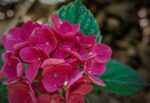 hydrangea macrophylla sanguinea merveille ortensia 2