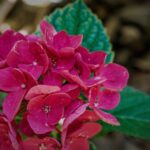 hydrangea macrophylla sanguinea merveille ortensia 2