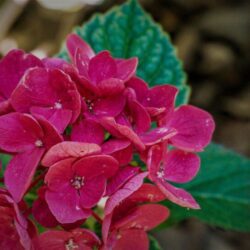 hydrangea macrophylla sanguinea merveille ortensia 2