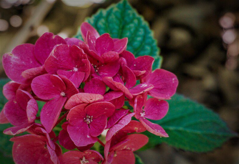 hydrangea macrophylla sanguinea merveille ortensia 2 hydrangea macrophylla sanguinea merveille ortensia 2